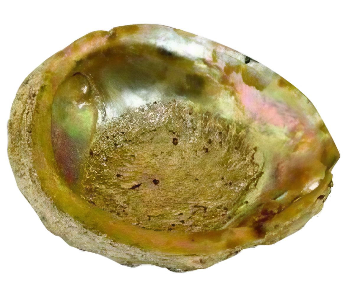Large Iridescent Abalone Shell Natural Ashtray, 6" Size - Top View
