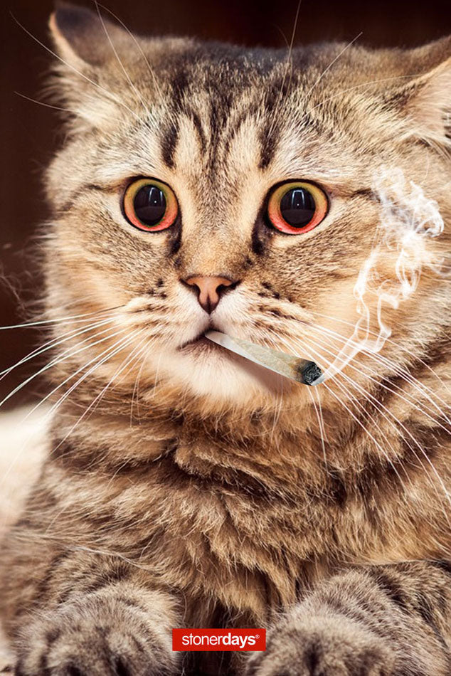 StonerDays High Kitty Dab Mat featuring a close-up of a cat, 12" x 8" polyester and rubber material