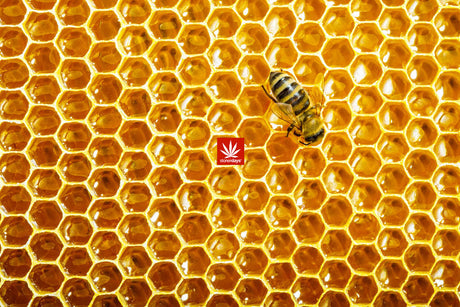 StonerDays Honeycomb Dab Mat with vibrant honeycomb design and rubber base, ideal for bongs and concentrates.
