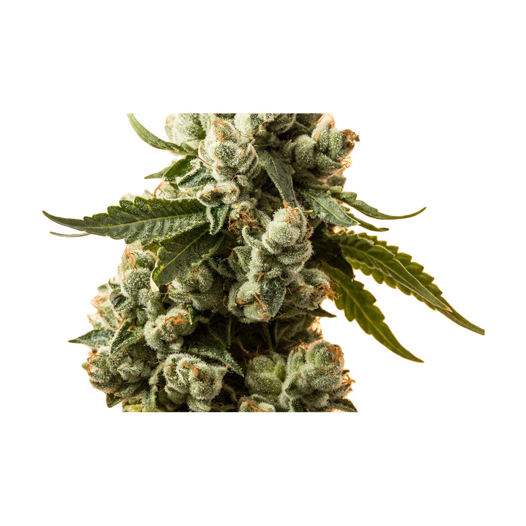 Close-up image of a cannabis plant, not relevant to the StonerDays Macro Dab Mat product