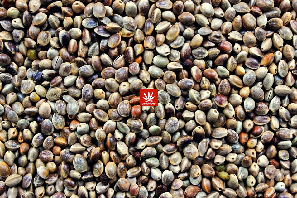 StonerDays Seeds Of Life Dab Mat with rubber base and polyester surface, size 12" x 8", top view