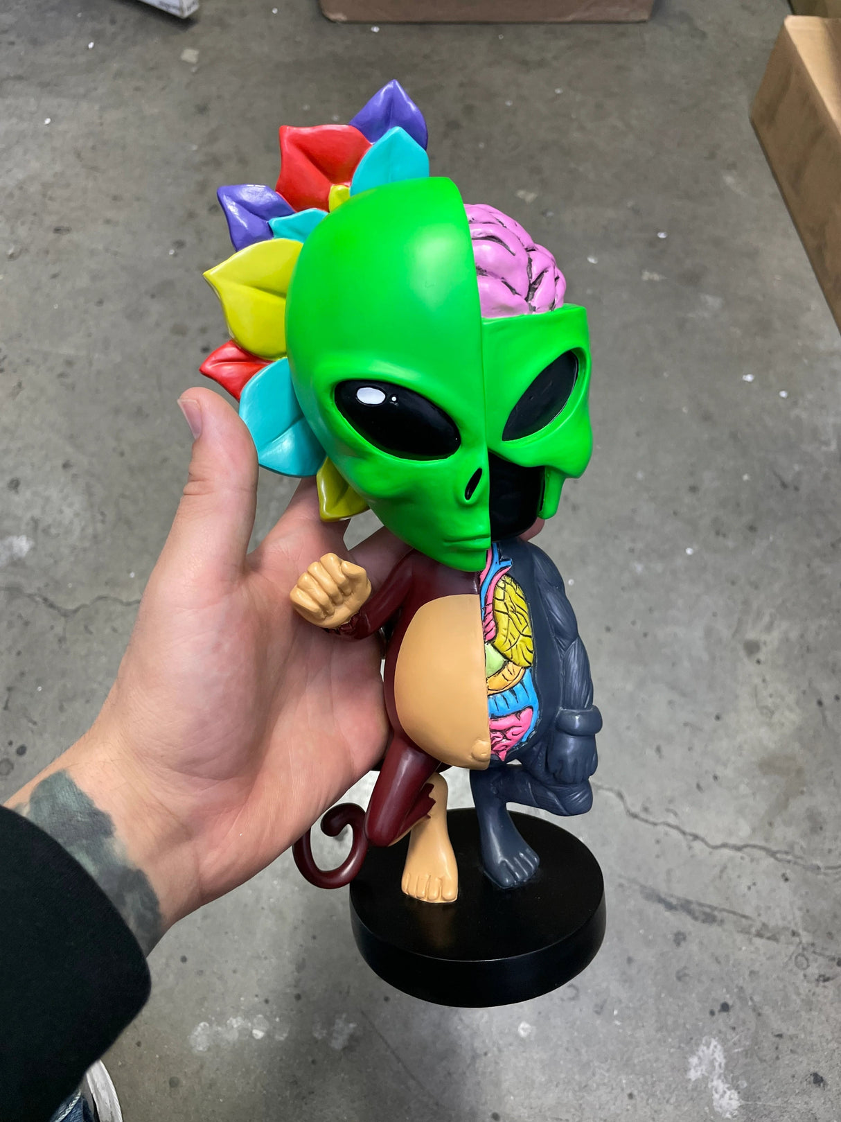 Limited Edition AFM Skeletal Figure - 12" - Hand-held Front View with Colorful Details