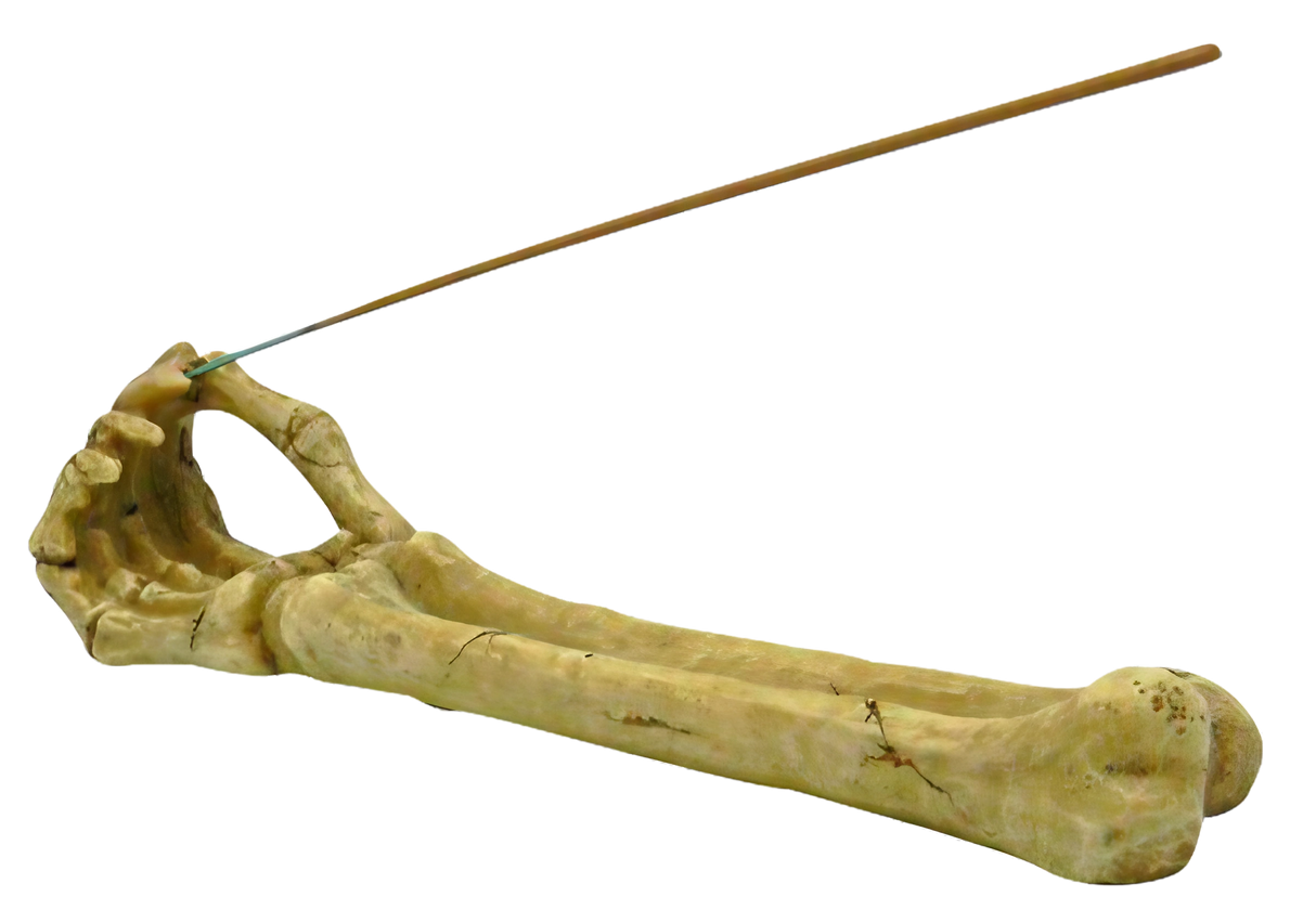 Polyresin Skeleton Arm Incense Burner, 10" Size, Side View with Incense Stick
