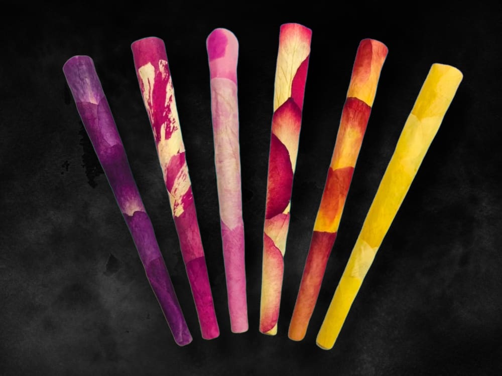 CaliGreenGold Variety Rose Petal King Cones 6-pack on black background