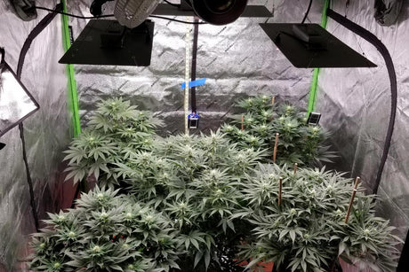 LED Grow Lights, Cannabis Cultivation, Cannabis Plants