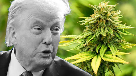 Marijuana is now a Schedule III drug, here's what it means