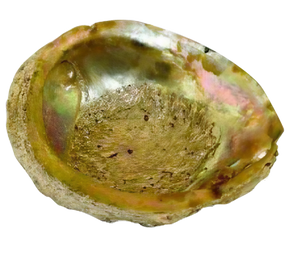 Large Iridescent Abalone Shell Natural Ashtray, 6" Size - Top View