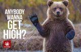 StonerDays Hemp Cards featuring a bear with the phrase 'Anybody Wanna Get High?'