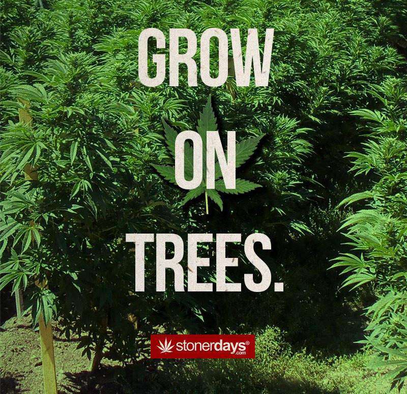 StonerDays Hemp Greeting Card with 'Happiness Does Grow On Trees' slogan, front view.