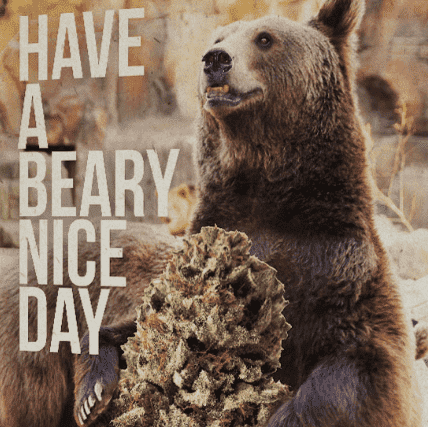 StonerDays Hemp Greeting Card with a bear and cannabis, 'Have A Beary Nice Day' text