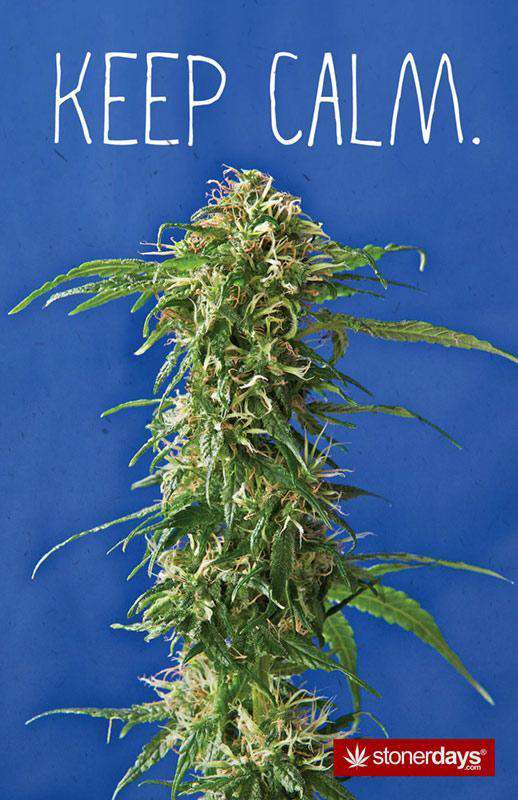 StonerDays Keep Calm Hemp Cards featuring a vibrant cannabis plant on a blue background