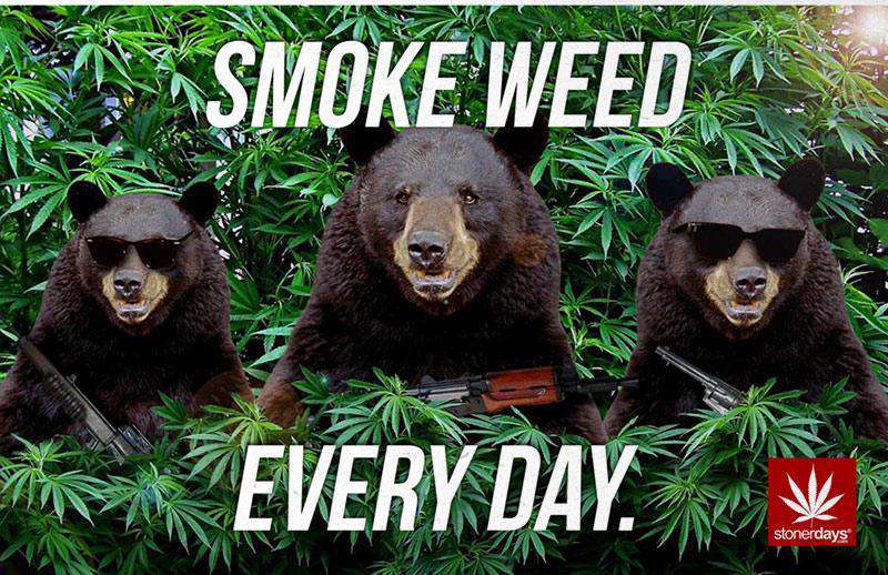 SMOKE WEED EVERY DAY BEARS HEMP CARDS