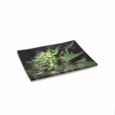 V Syndicate Blue Dream Glass Rollin' Tray with vibrant herb design, medium size, perfect for home decor